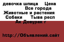 девочка шпица  › Цена ­ 40 000 - Все города Животные и растения » Собаки   . Тыва респ.,Ак-Довурак г.